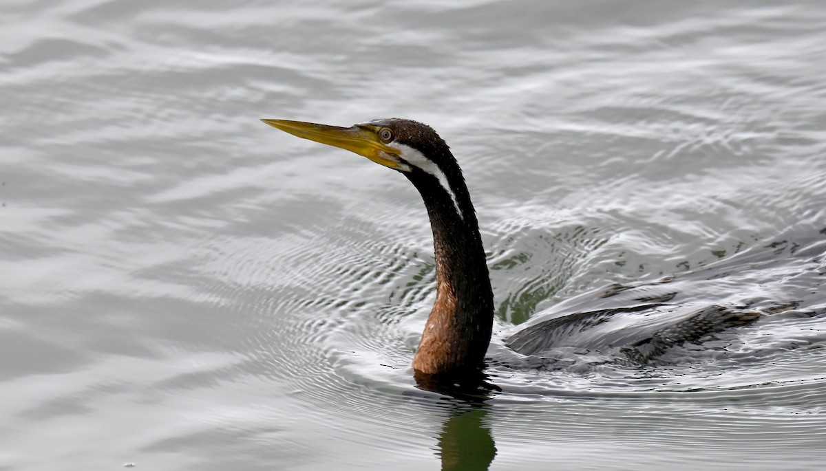 Australasian Darter - Tim Saylor