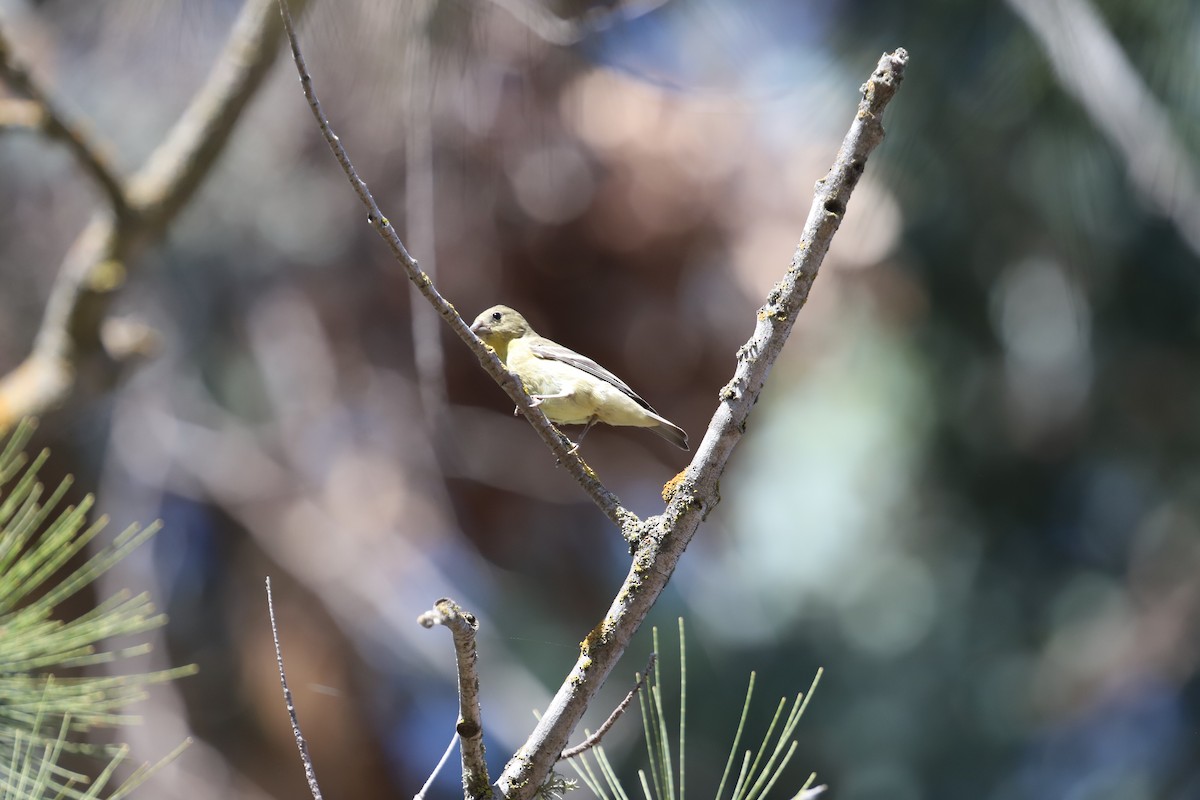 Lesser Goldfinch - Junyan Wang