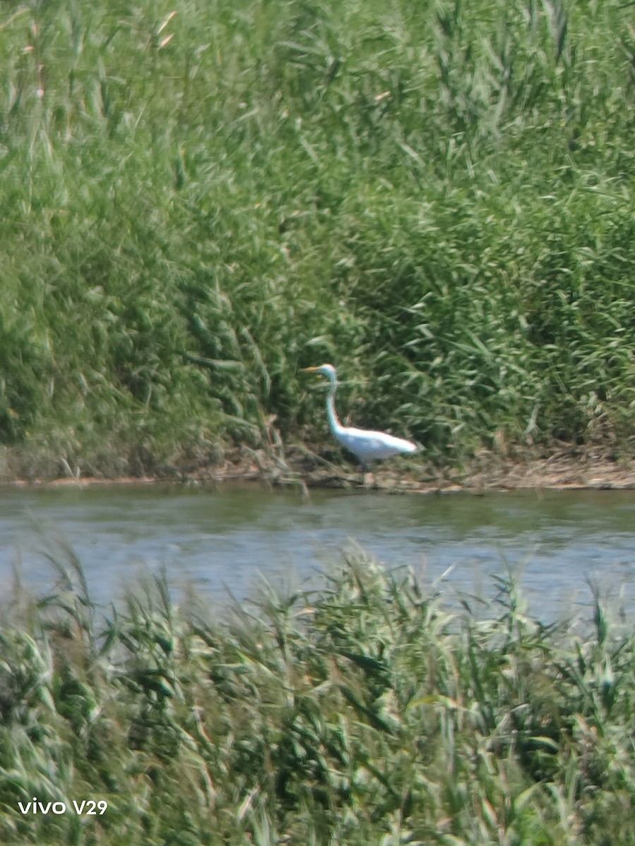 Great Egret - ML622797626