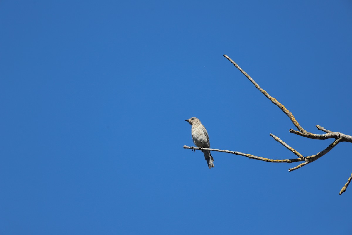 Western Bluebird - Junyan Wang