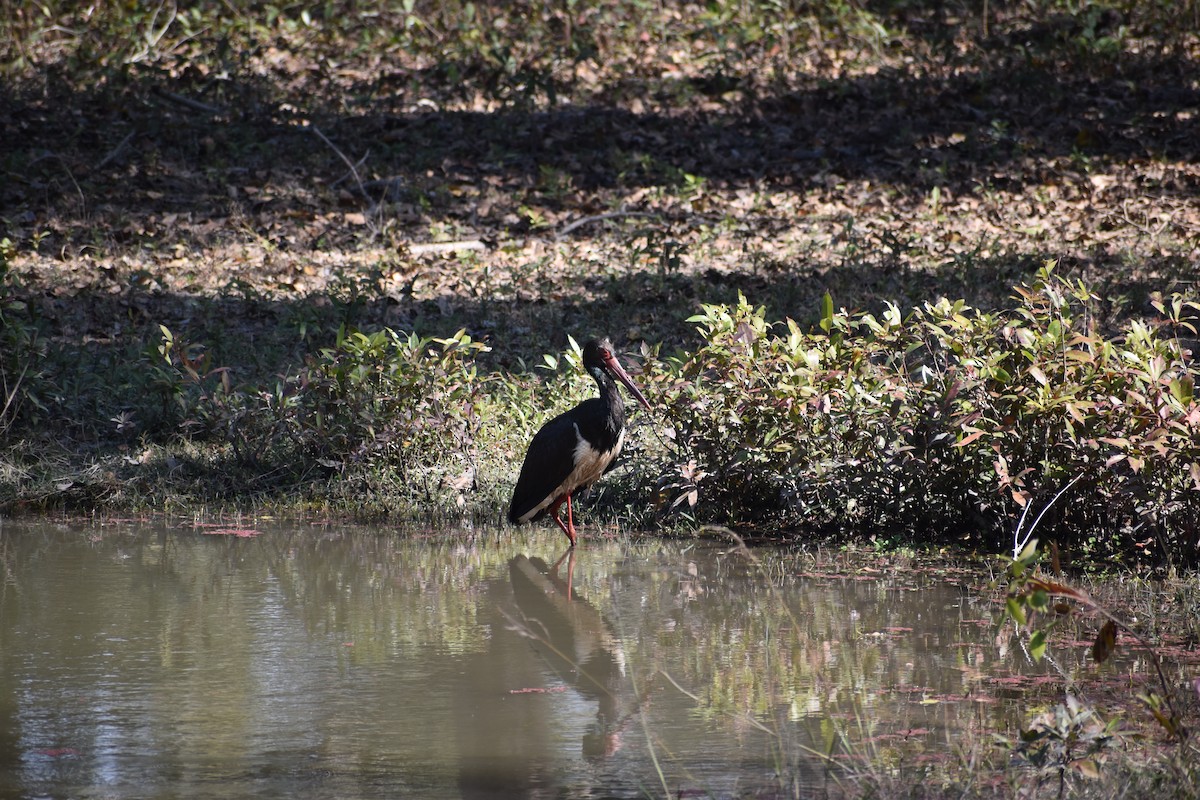 Black Stork - Iryan Saha