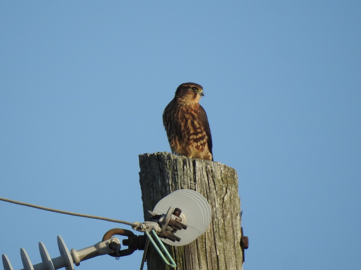 Merlin - Philip Steiner