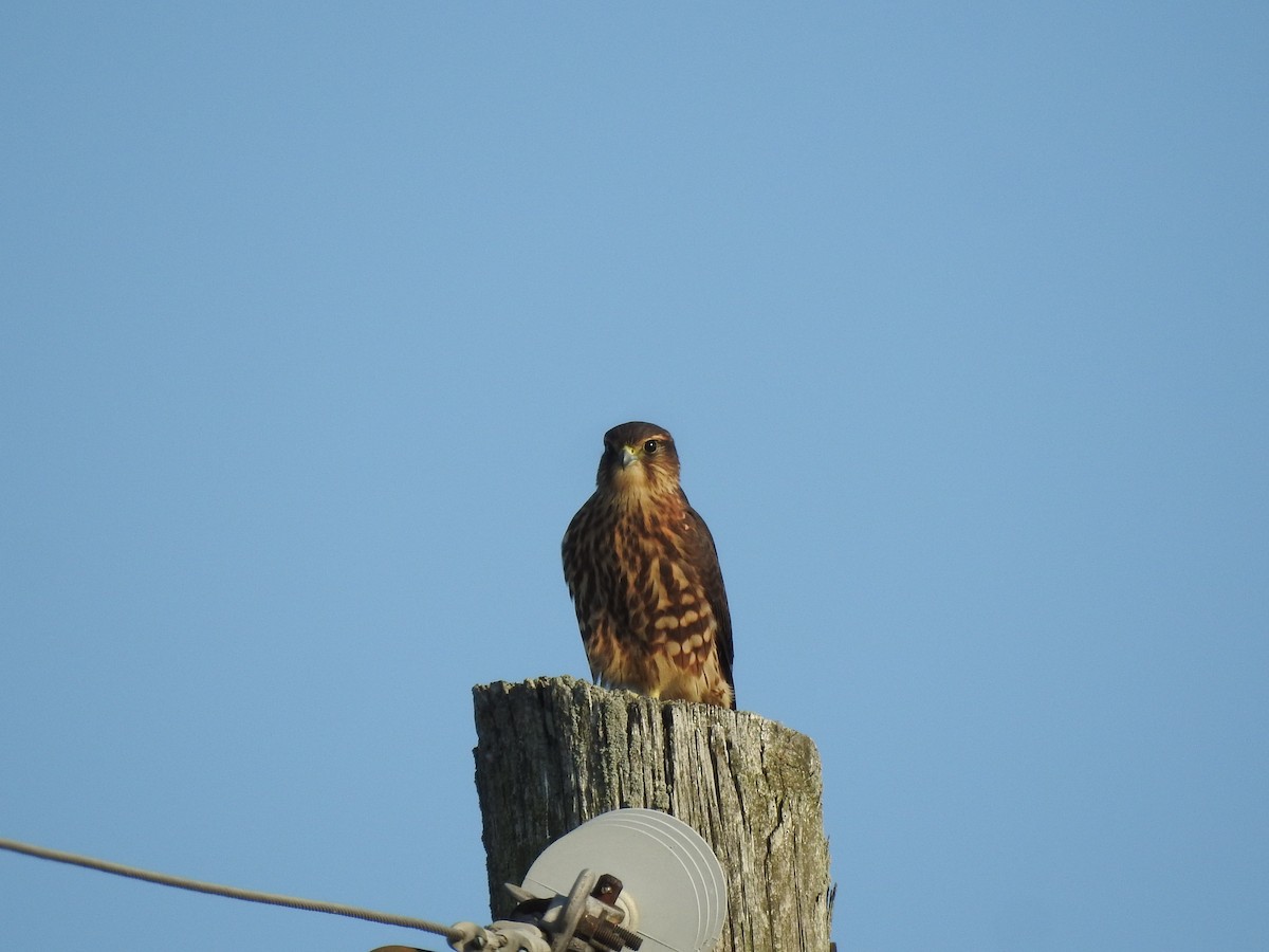 Merlin - Philip Steiner