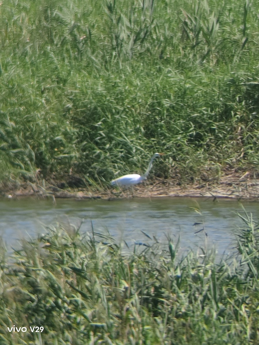 Great Egret - ML622797667