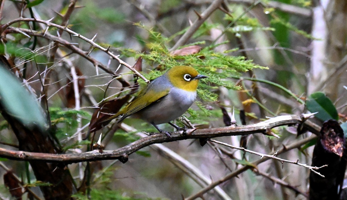 Silvereye - Tim Saylor