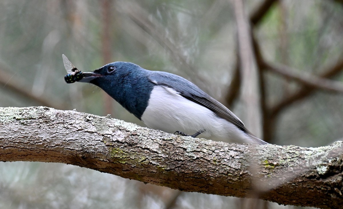 Leaden Flycatcher - Tim Saylor