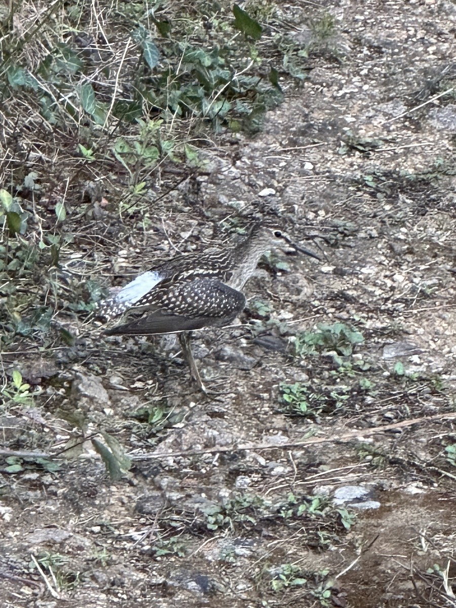 Wood Sandpiper - Simon Bourne