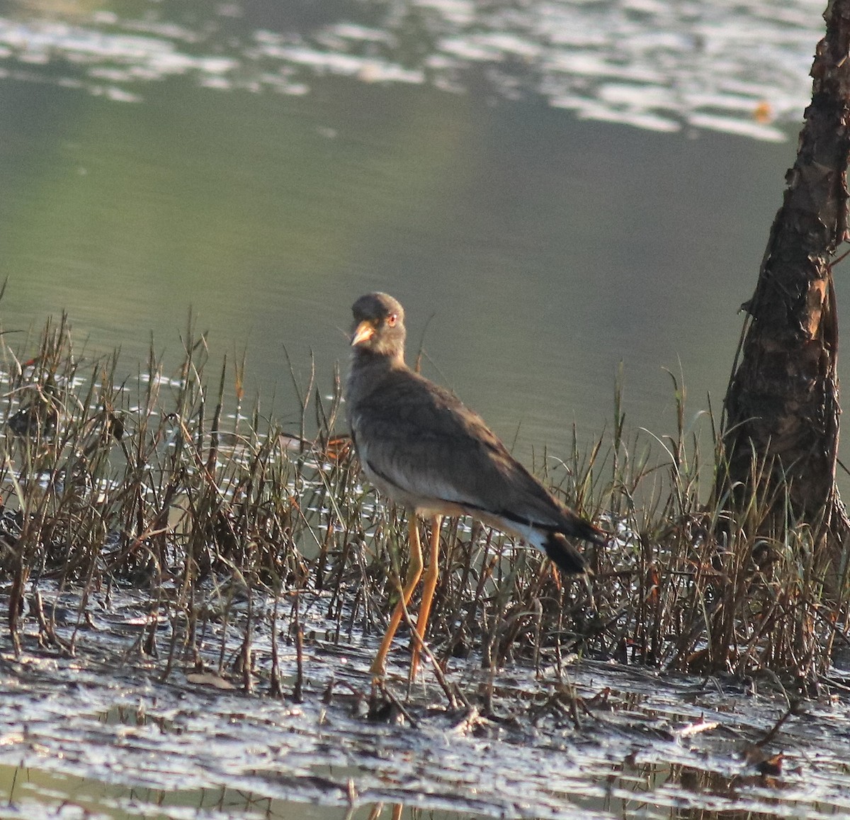 Gray-headed Lapwing - Afsar Nayakkan