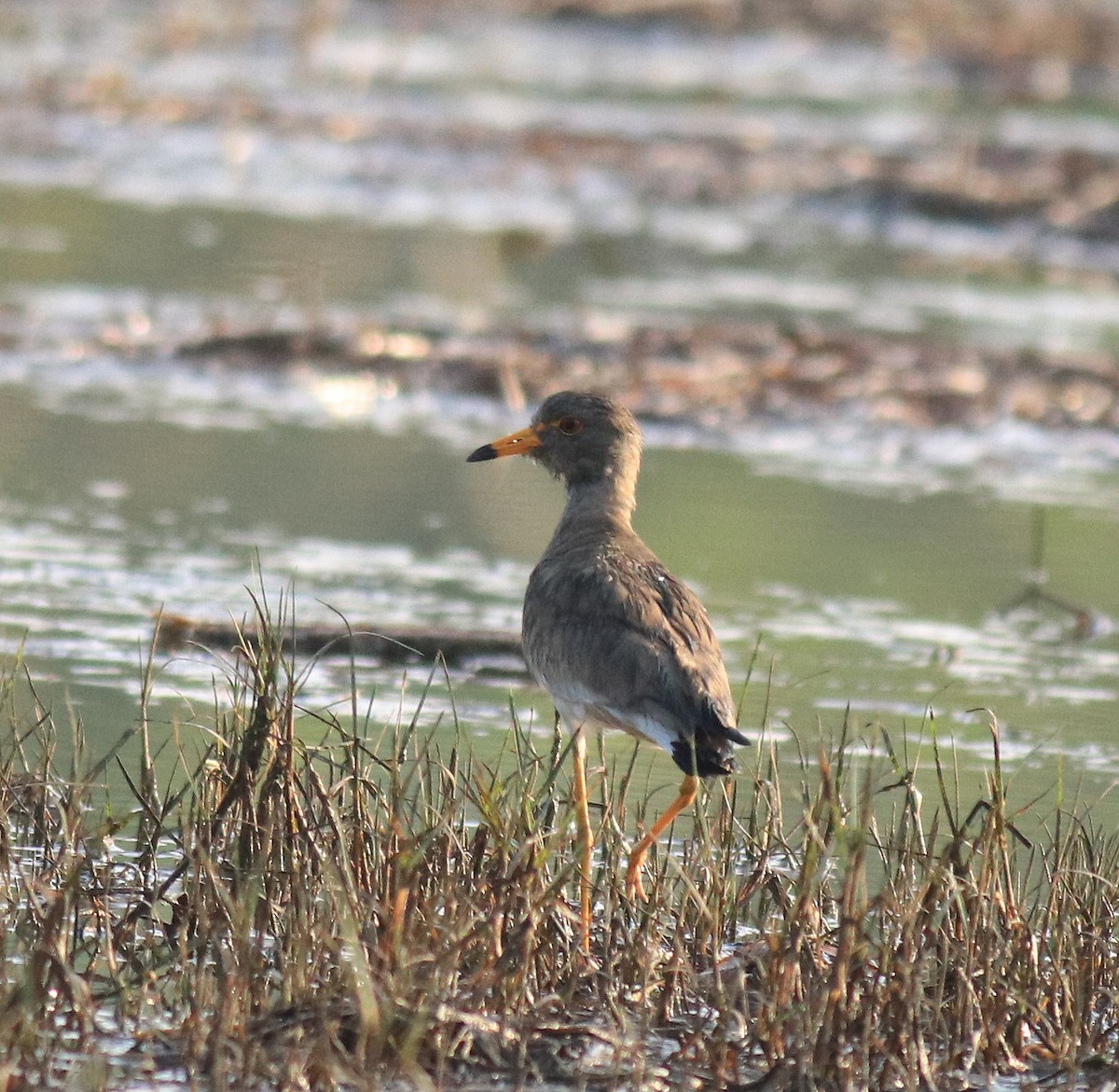 Gray-headed Lapwing - Afsar Nayakkan