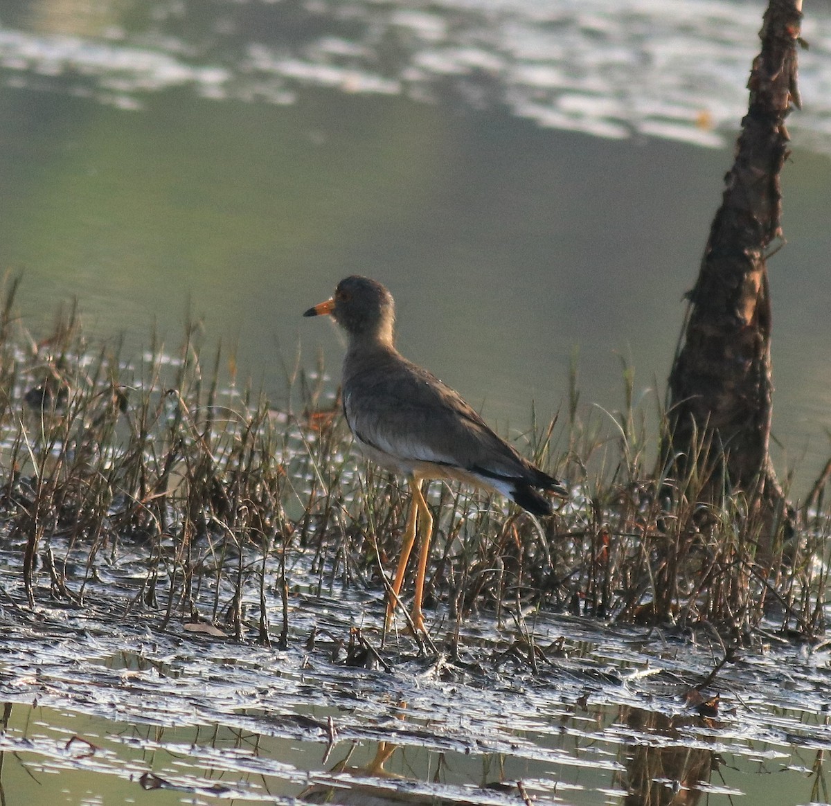 Gray-headed Lapwing - Afsar Nayakkan