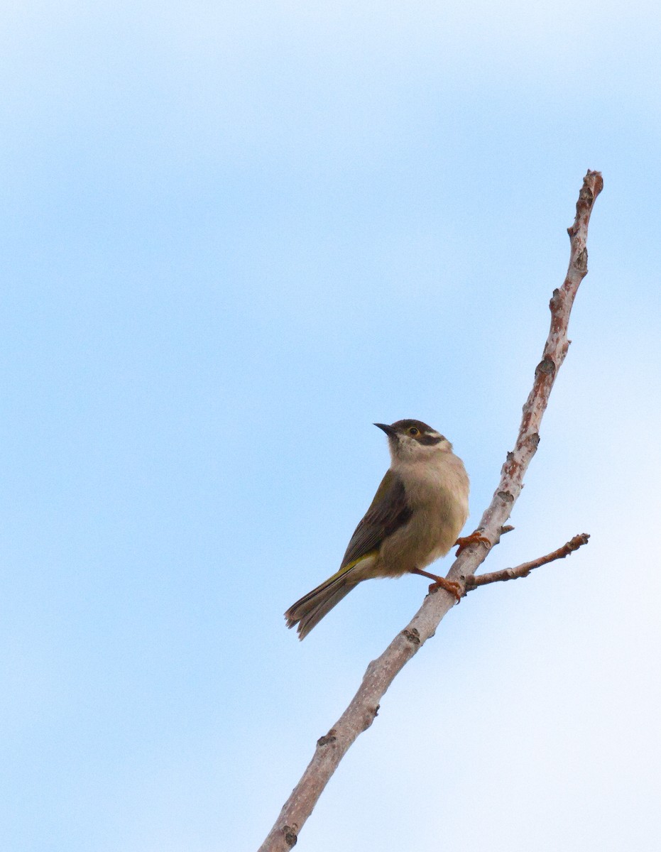 Brown-headed Honeyeater - ML622797712