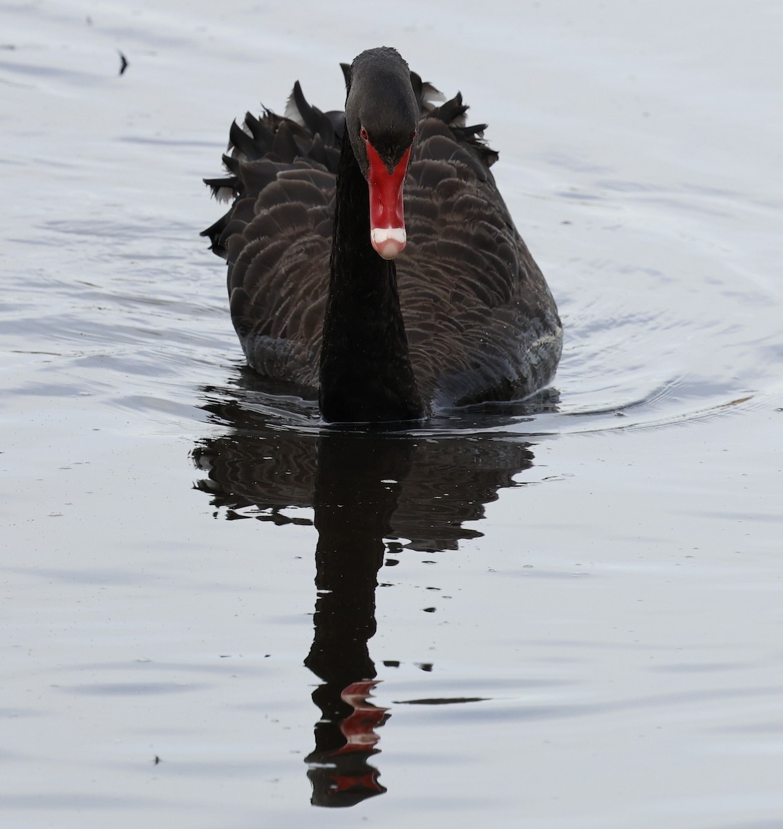 Black Swan - Kevin McLeod