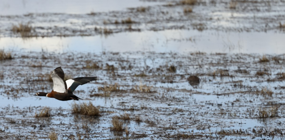 Australian Shelduck - Kevin McLeod