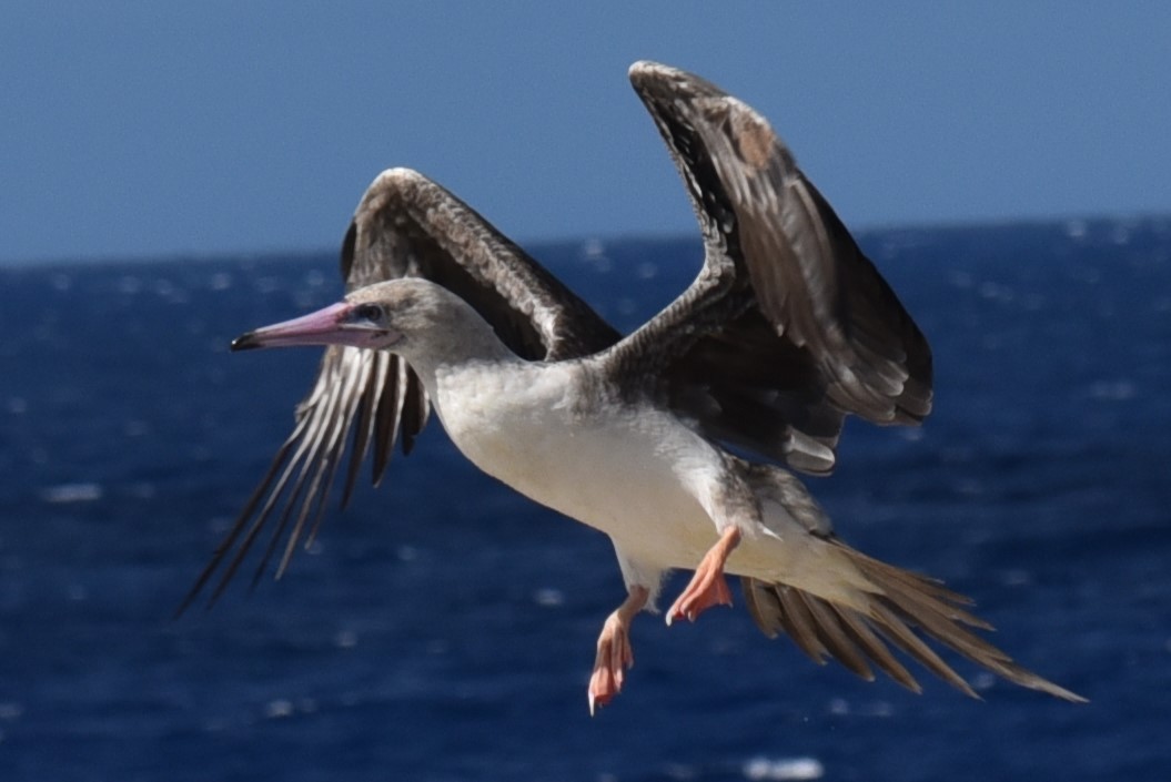 Red-footed Booby - Frank Welten