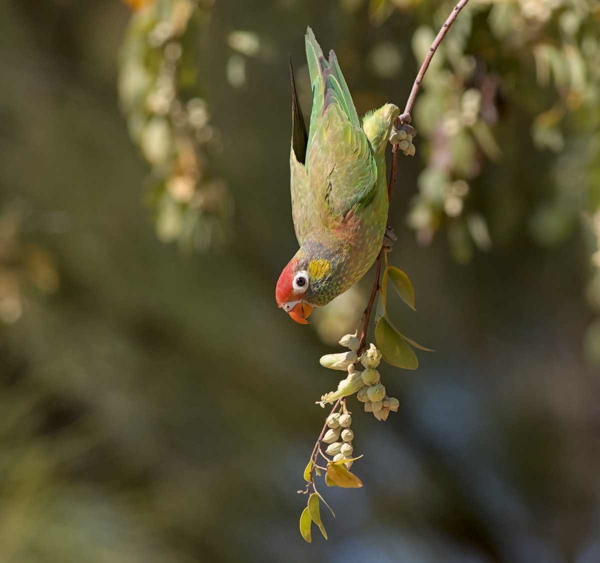 Varied Lorikeet - ML622797736