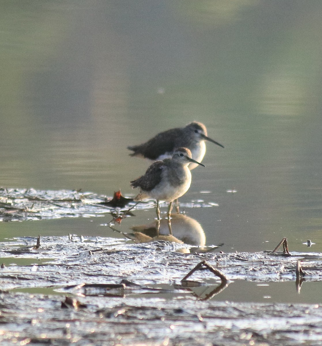 Green Sandpiper - Afsar Nayakkan