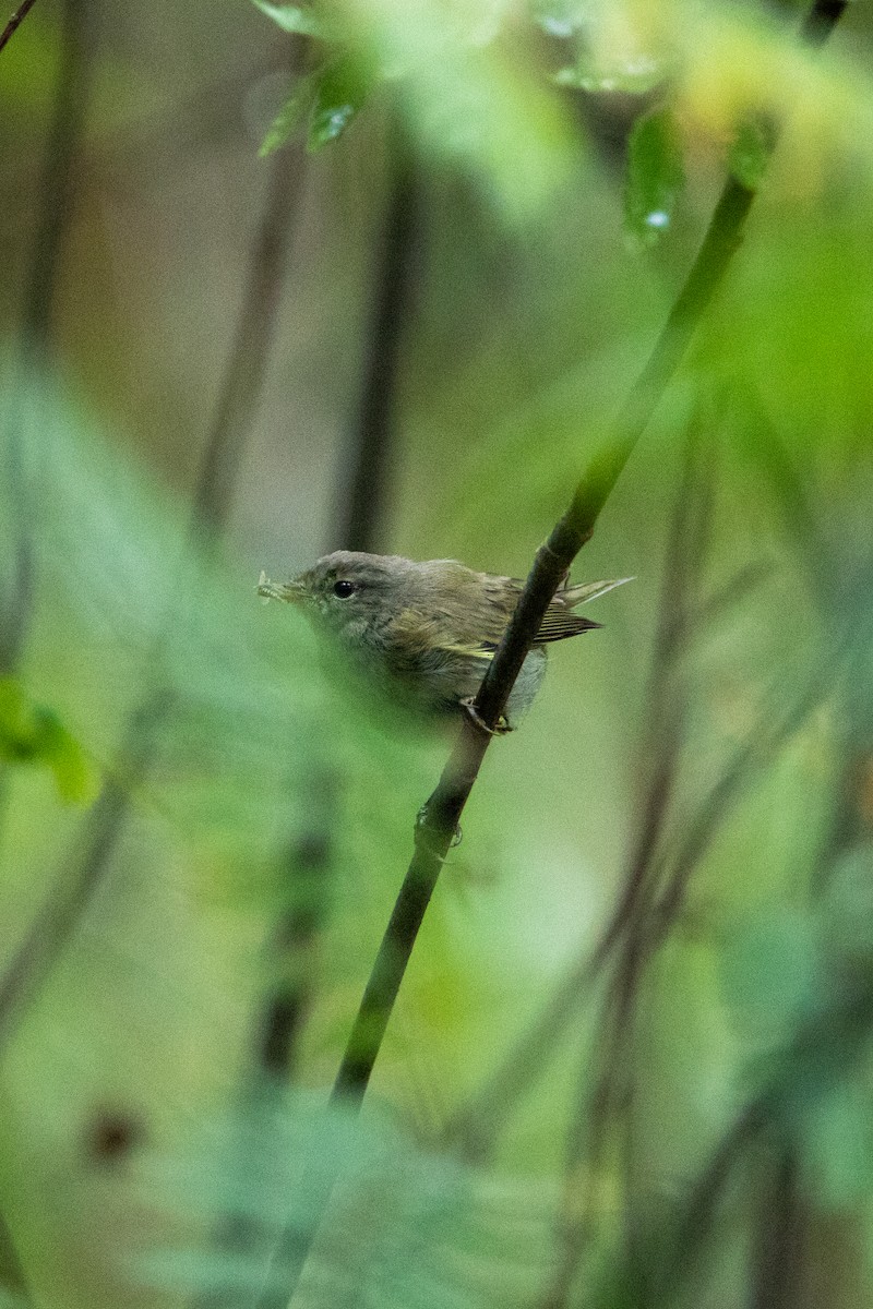 Common Chiffchaff - Joris Wiethase