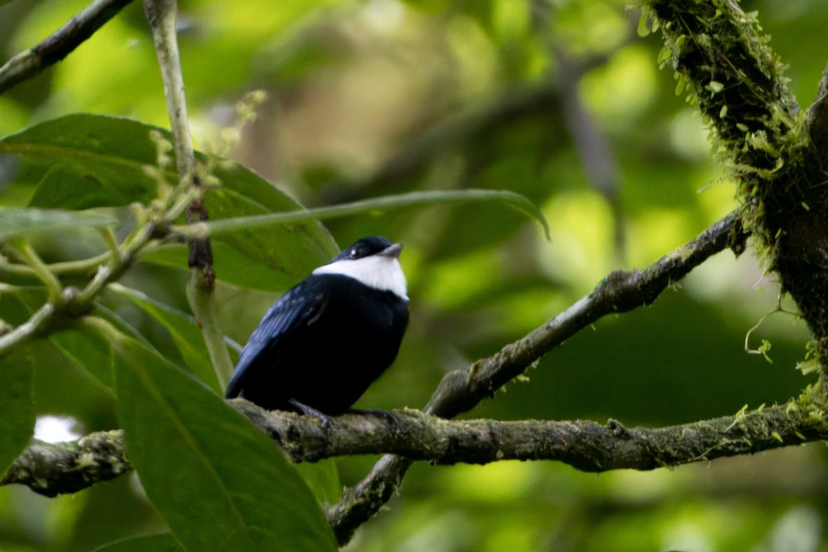 White-ruffed Manakin - ML622797759