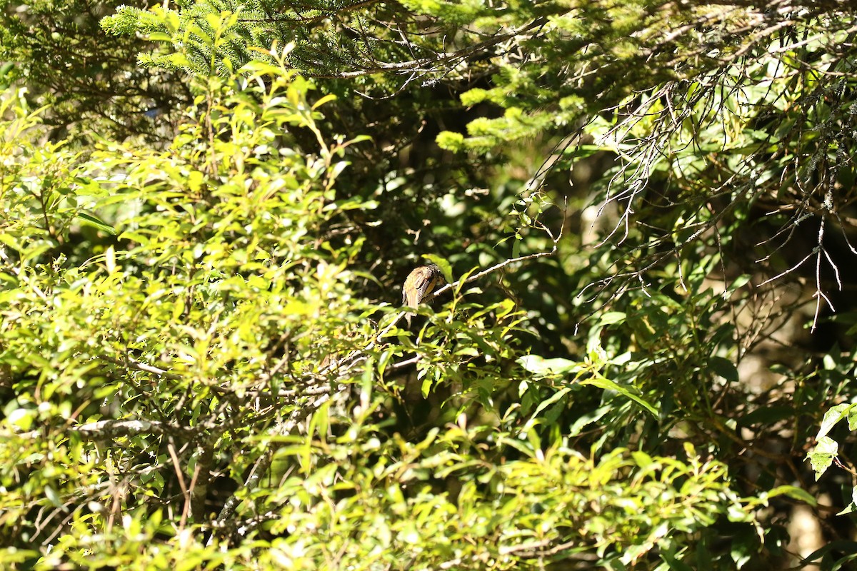 Ferruginous Flycatcher - 以芩 陳