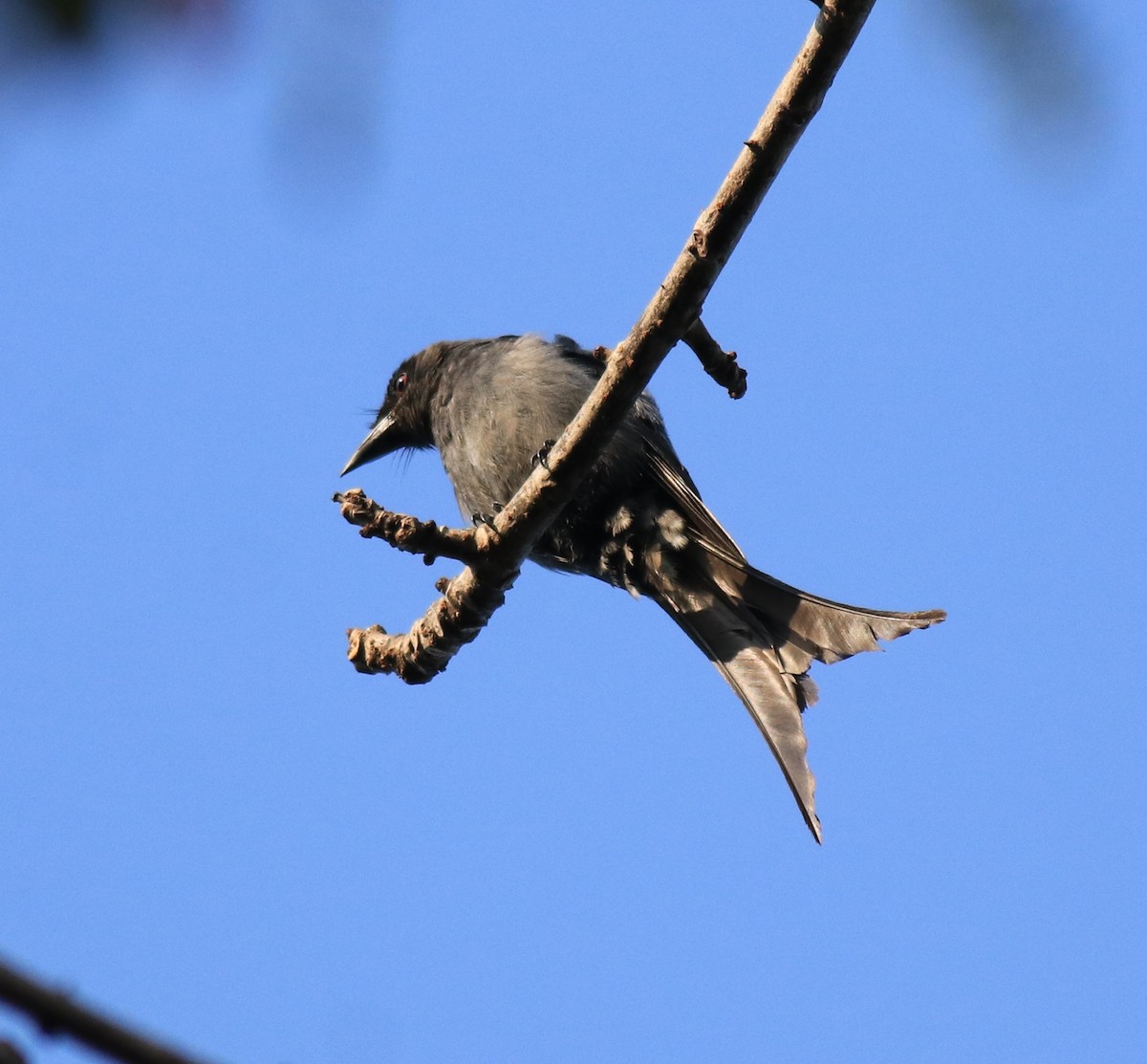 Ashy Drongo - Afsar Nayakkan