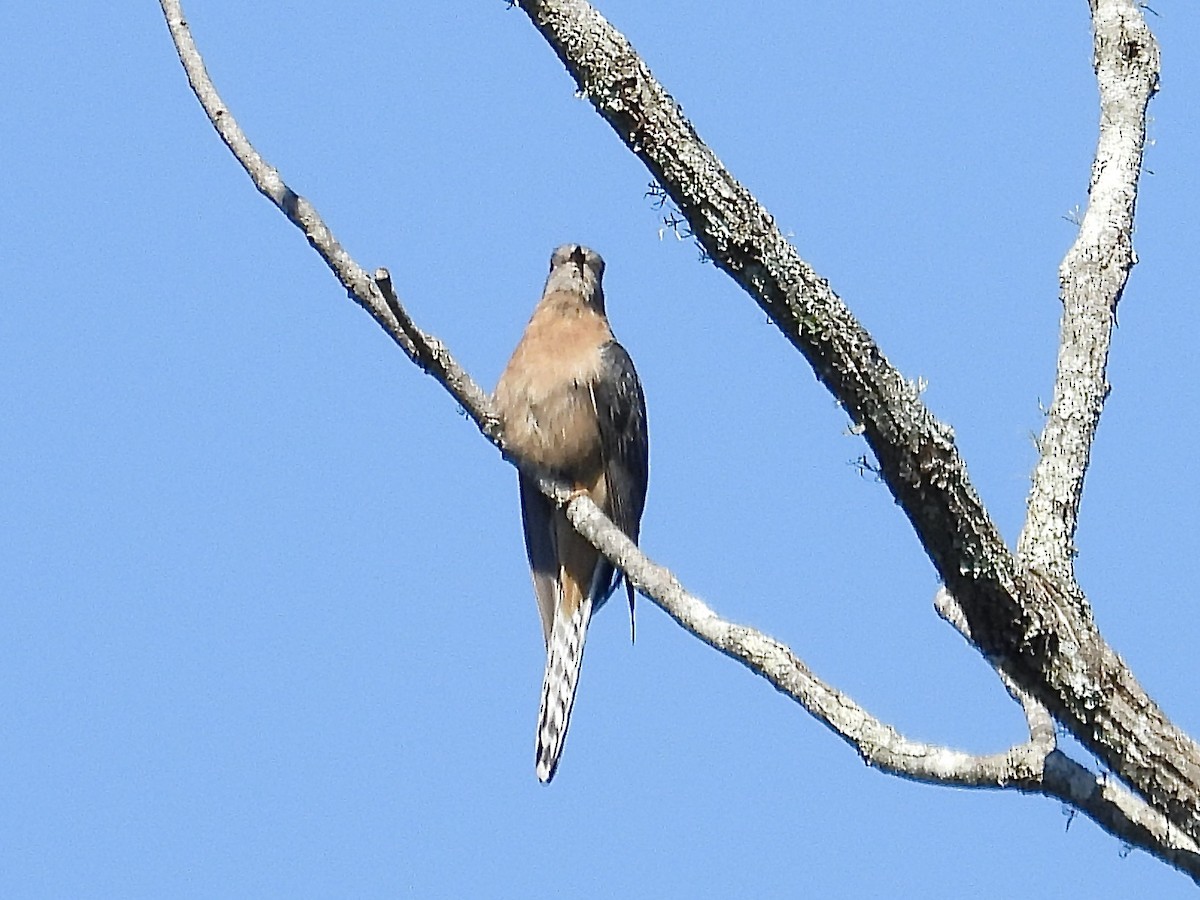 Fan-tailed Cuckoo - ML622797806