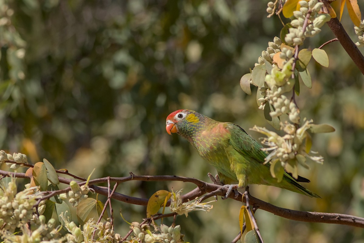 Varied Lorikeet - ML622797811