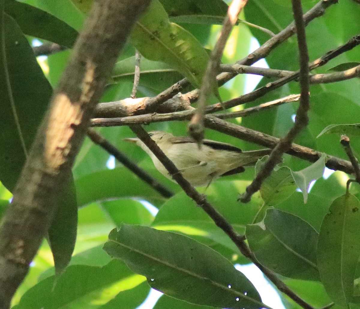 Blyth's Reed Warbler - Afsar Nayakkan