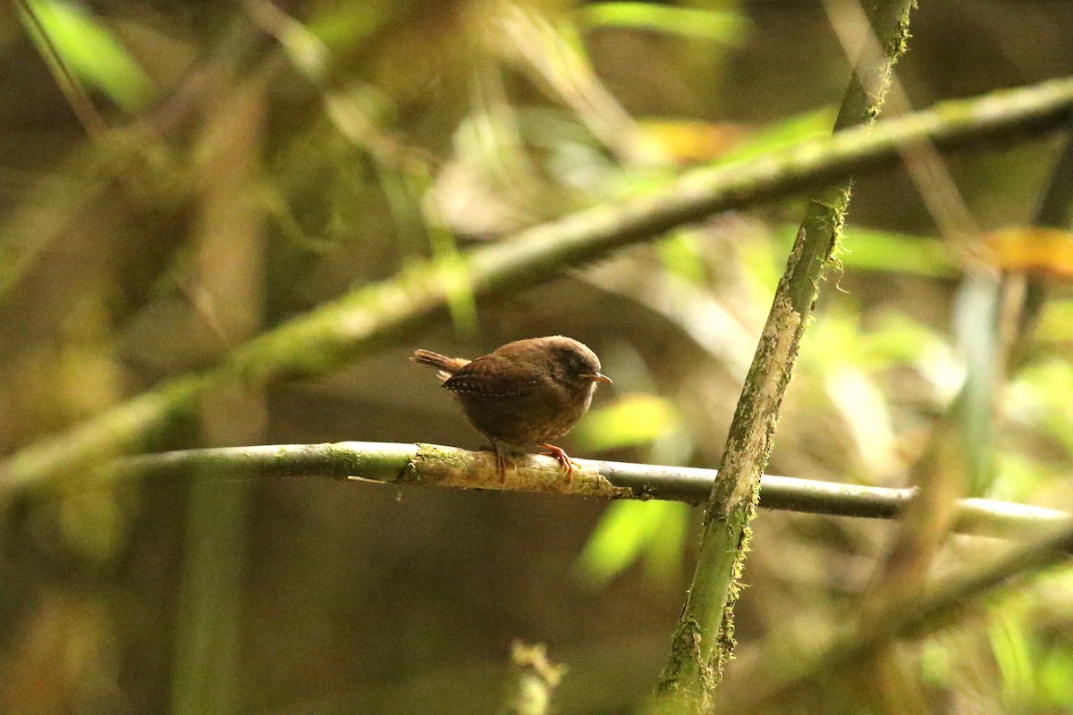 Eurasian Wren - 以芩 陳