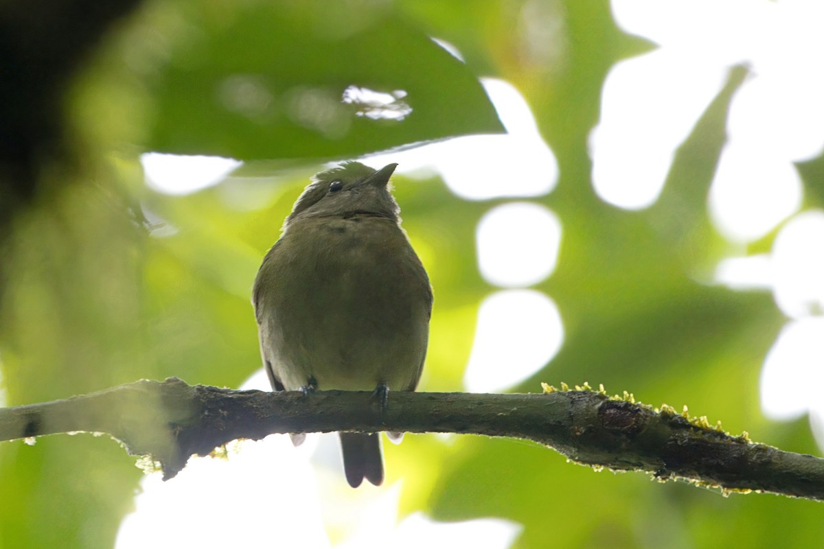 White-ruffed Manakin - Caleb Villar