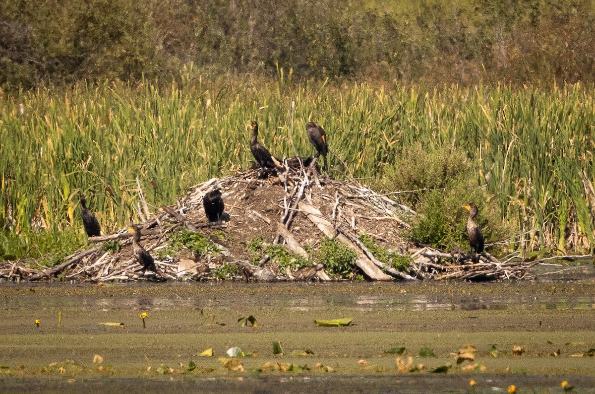 Double-crested Cormorant - ML622797844