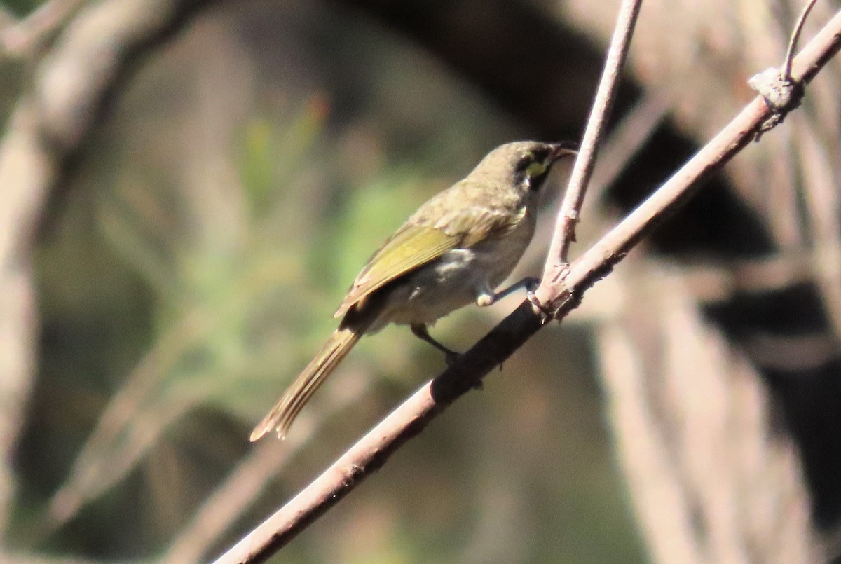 Yellow-faced Honeyeater - David Niland