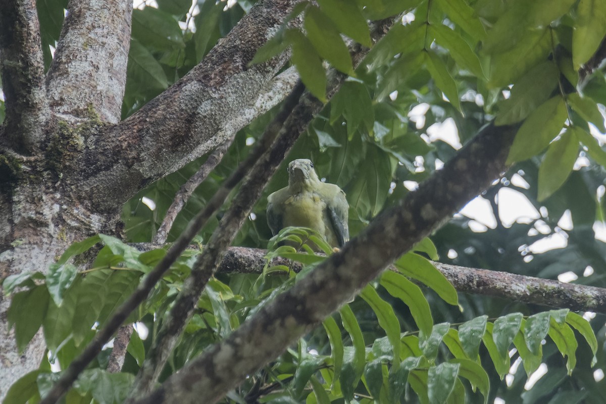 Large Green-Pigeon - ML622797862