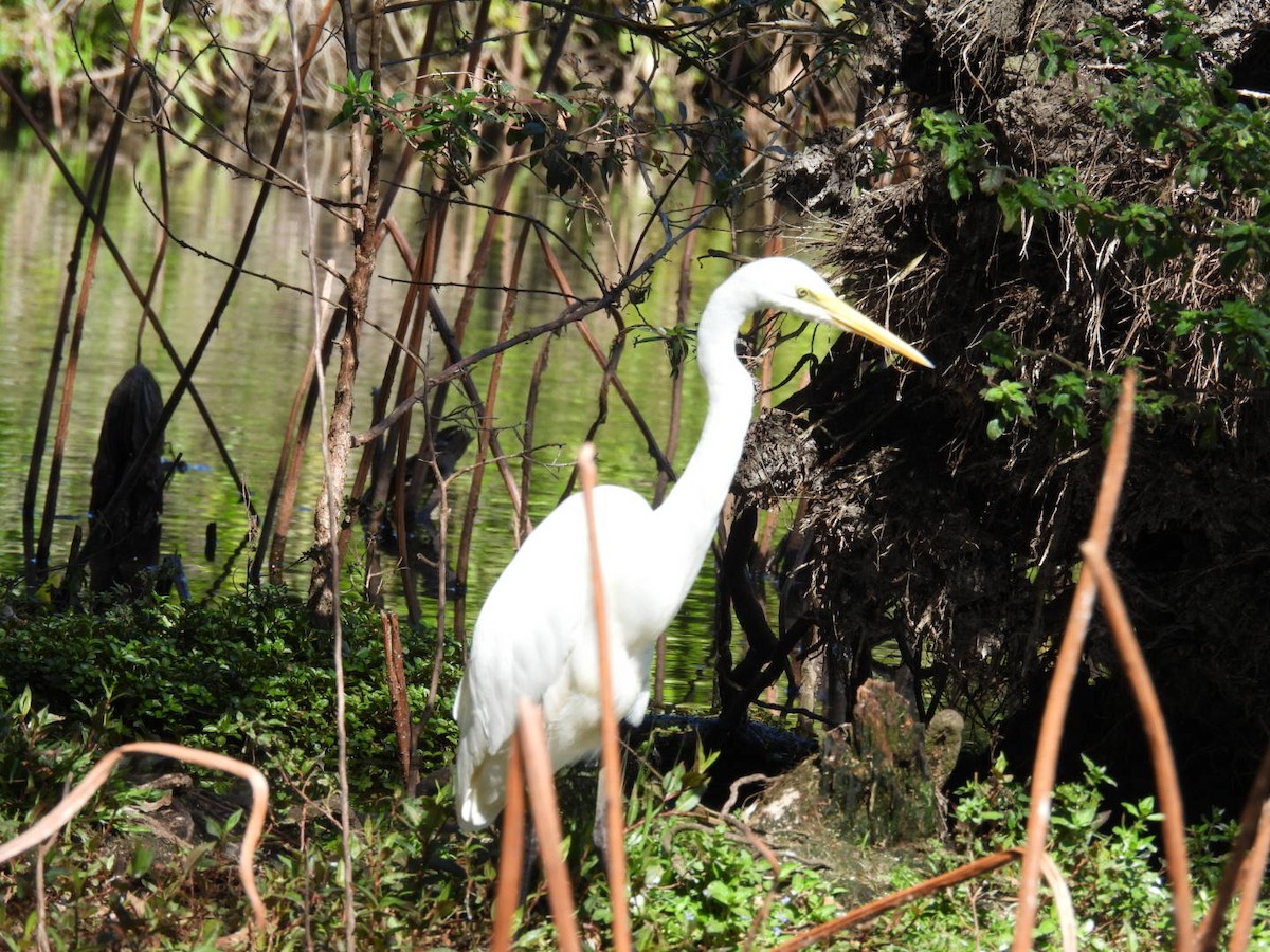 Great Egret - Alex Ferguson