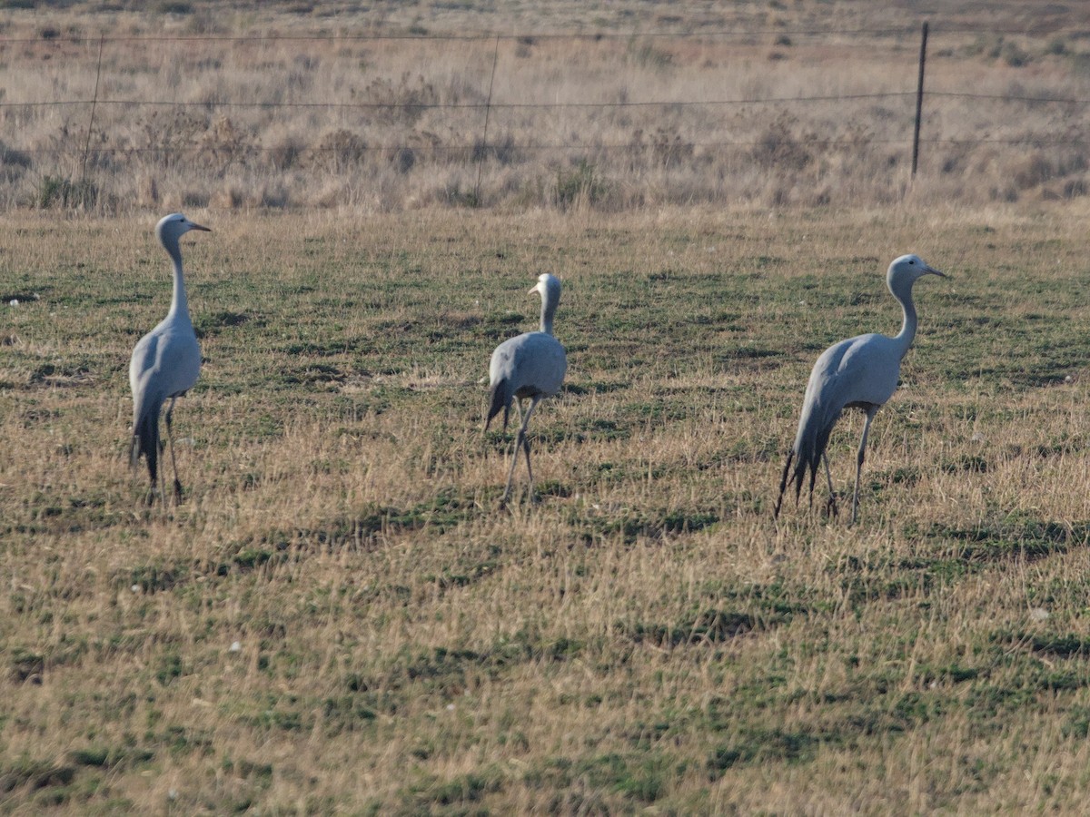 Blue Crane - Justin de Vlieg