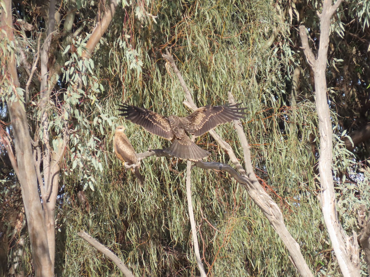 Black Kite - ML622797941