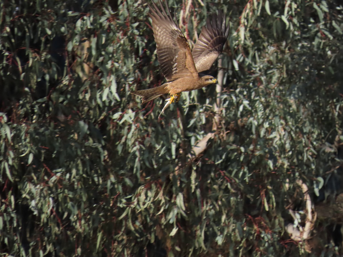 Black Kite - ML622797942