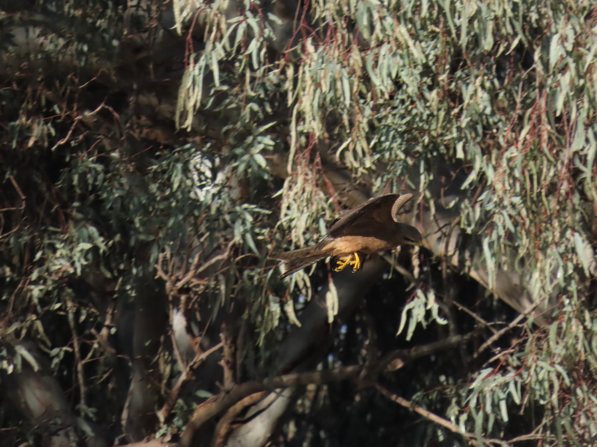 Black Kite - ML622797944