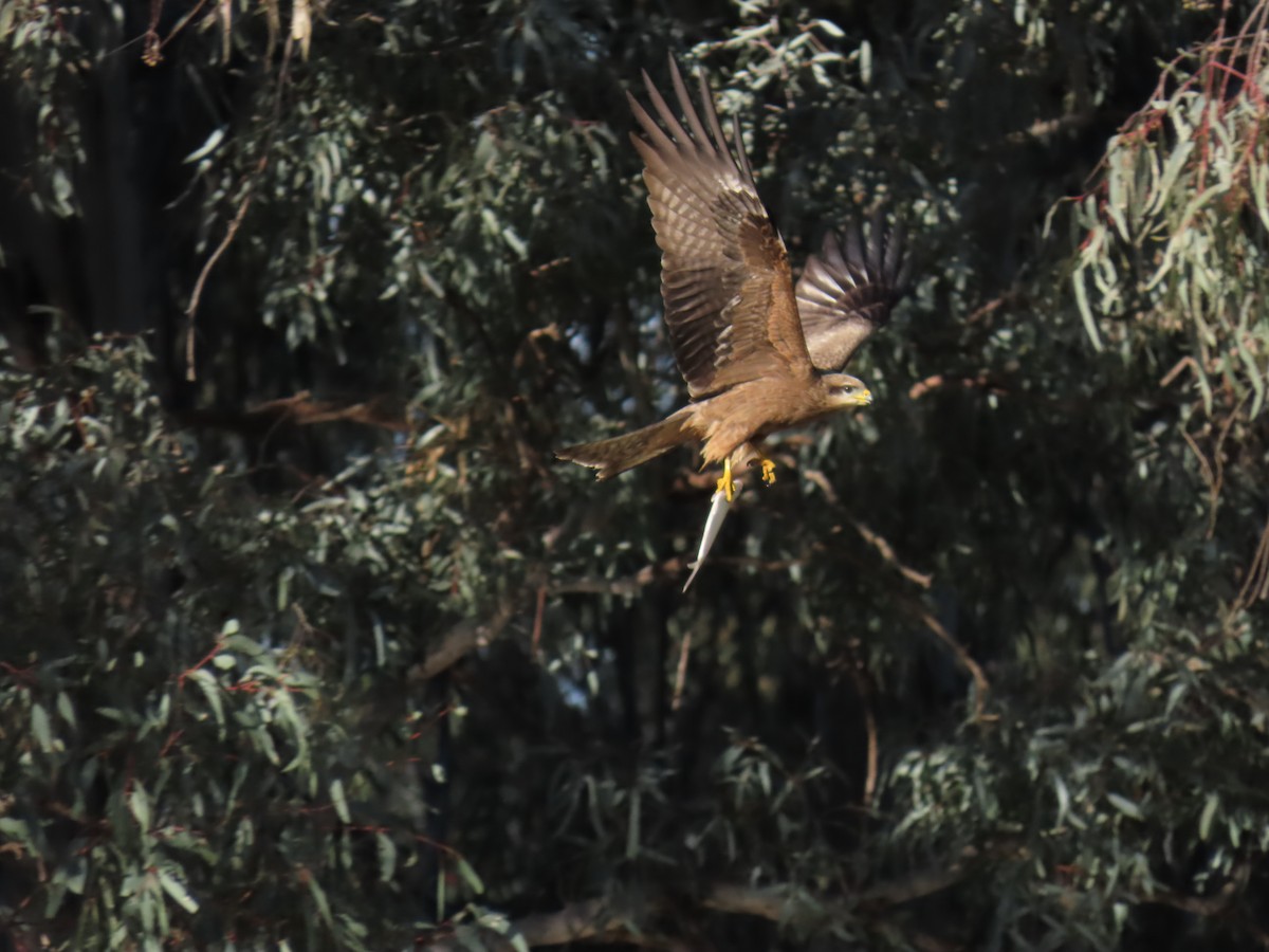 Black Kite - ML622797945