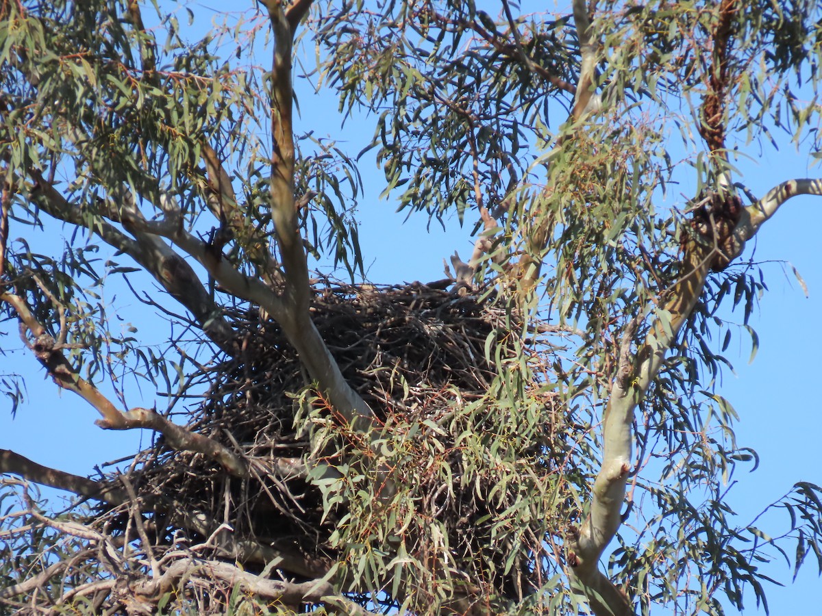 Whistling Kite - ML622797947