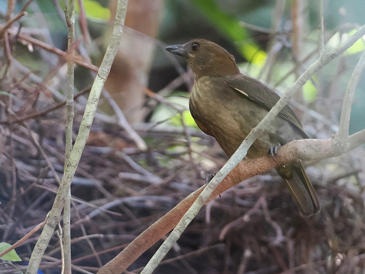 Streaked Bowerbird - ML622797954