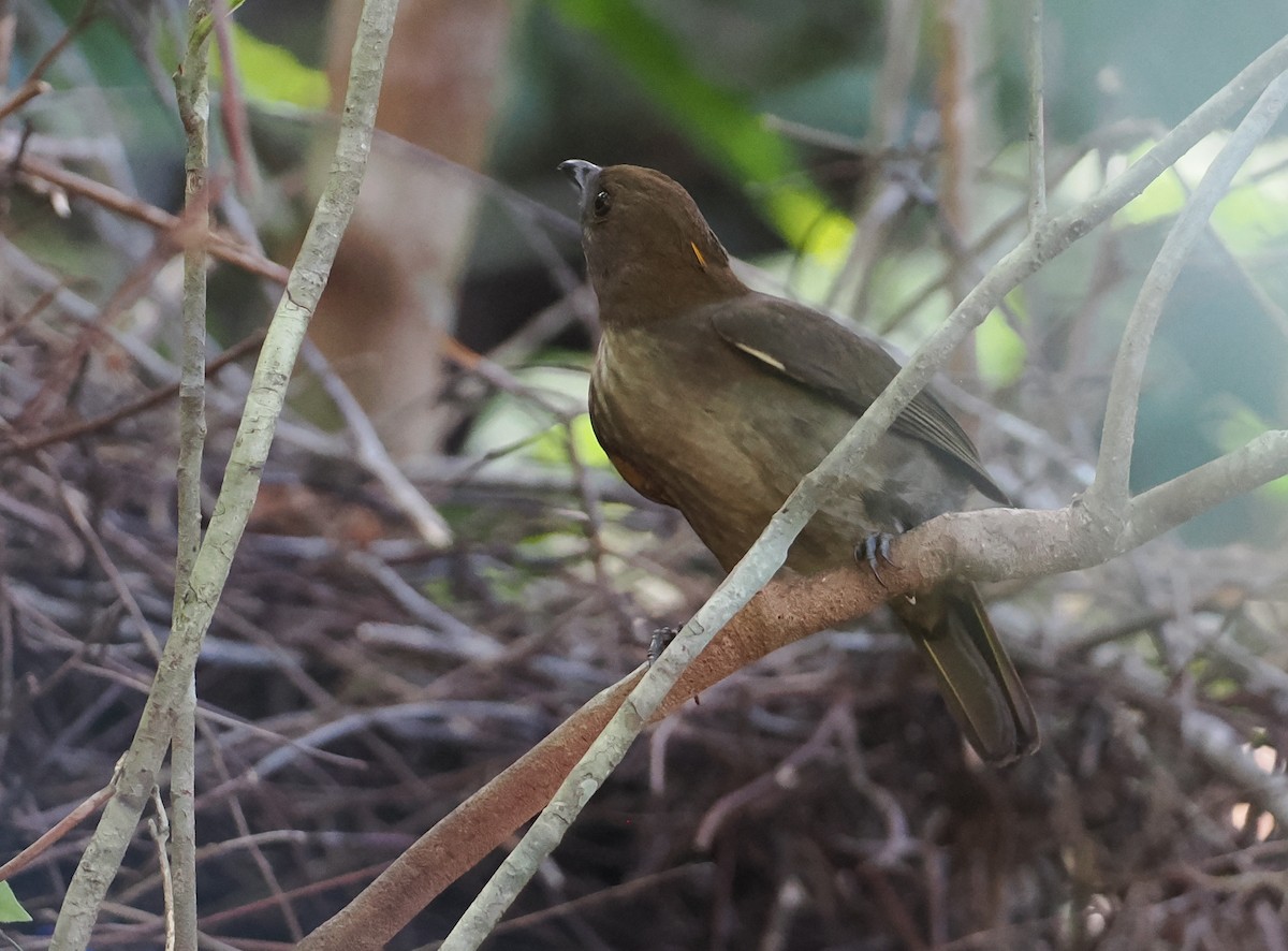 Streaked Bowerbird - ML622797955