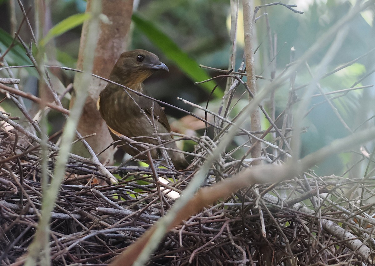 Streaked Bowerbird - ML622797959