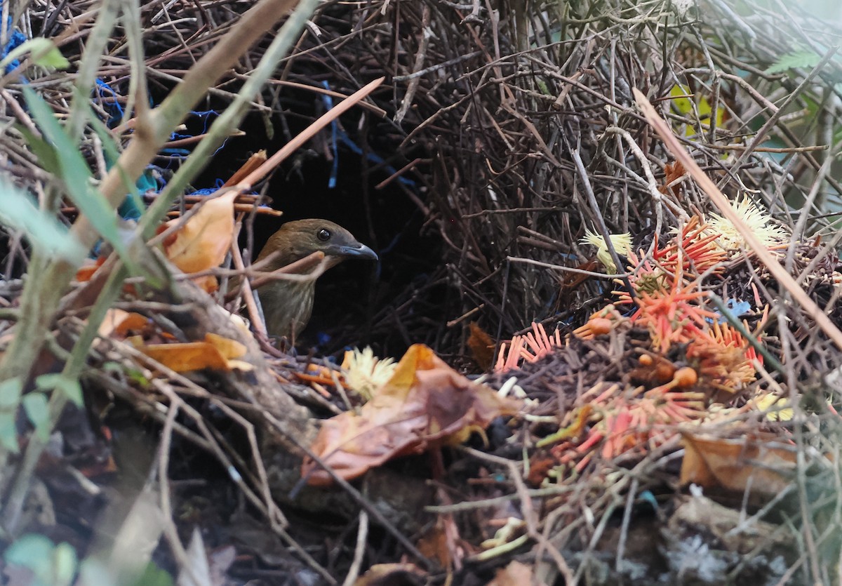 Streaked Bowerbird - ML622797964