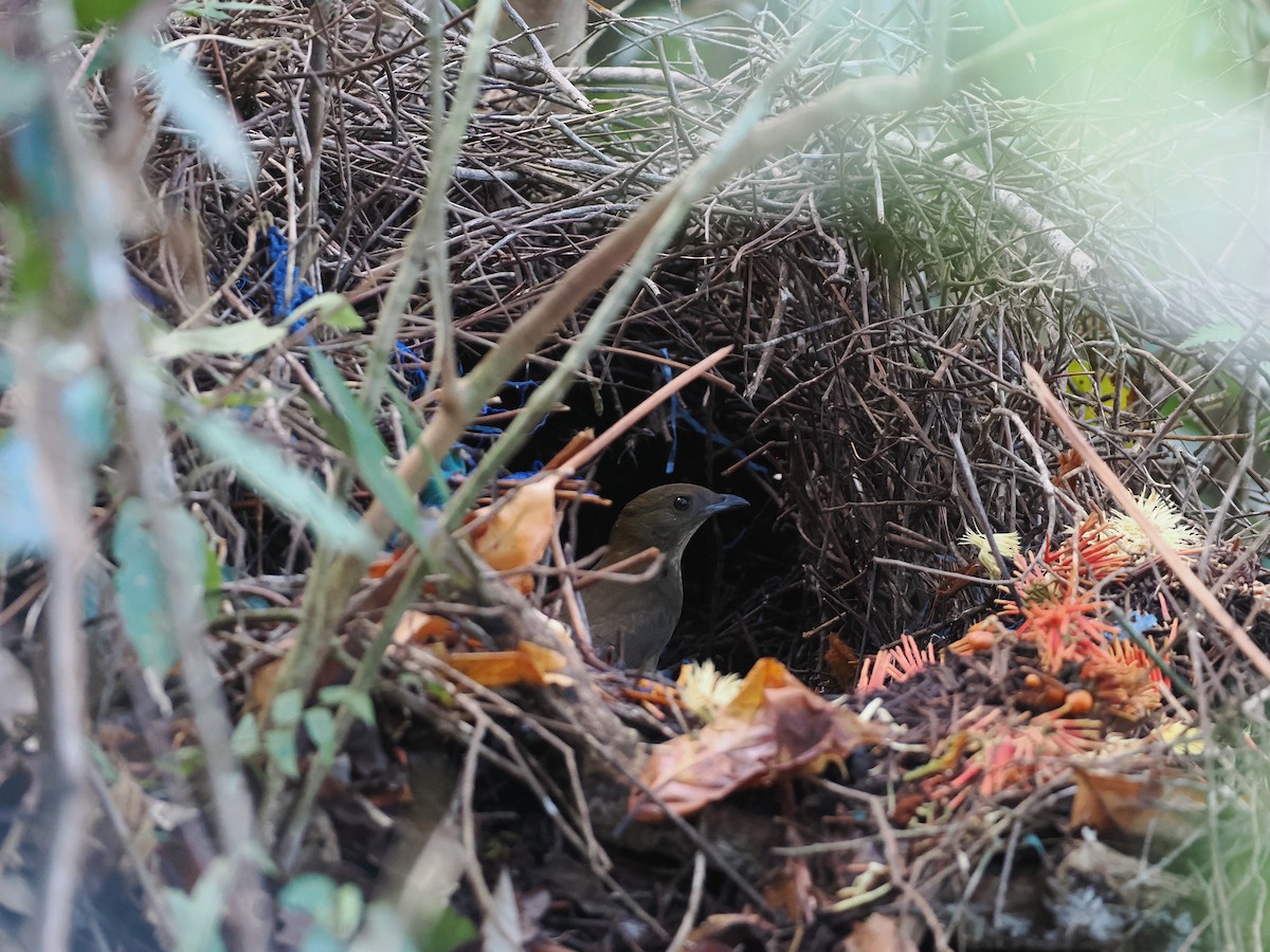 Streaked Bowerbird - ML622797965