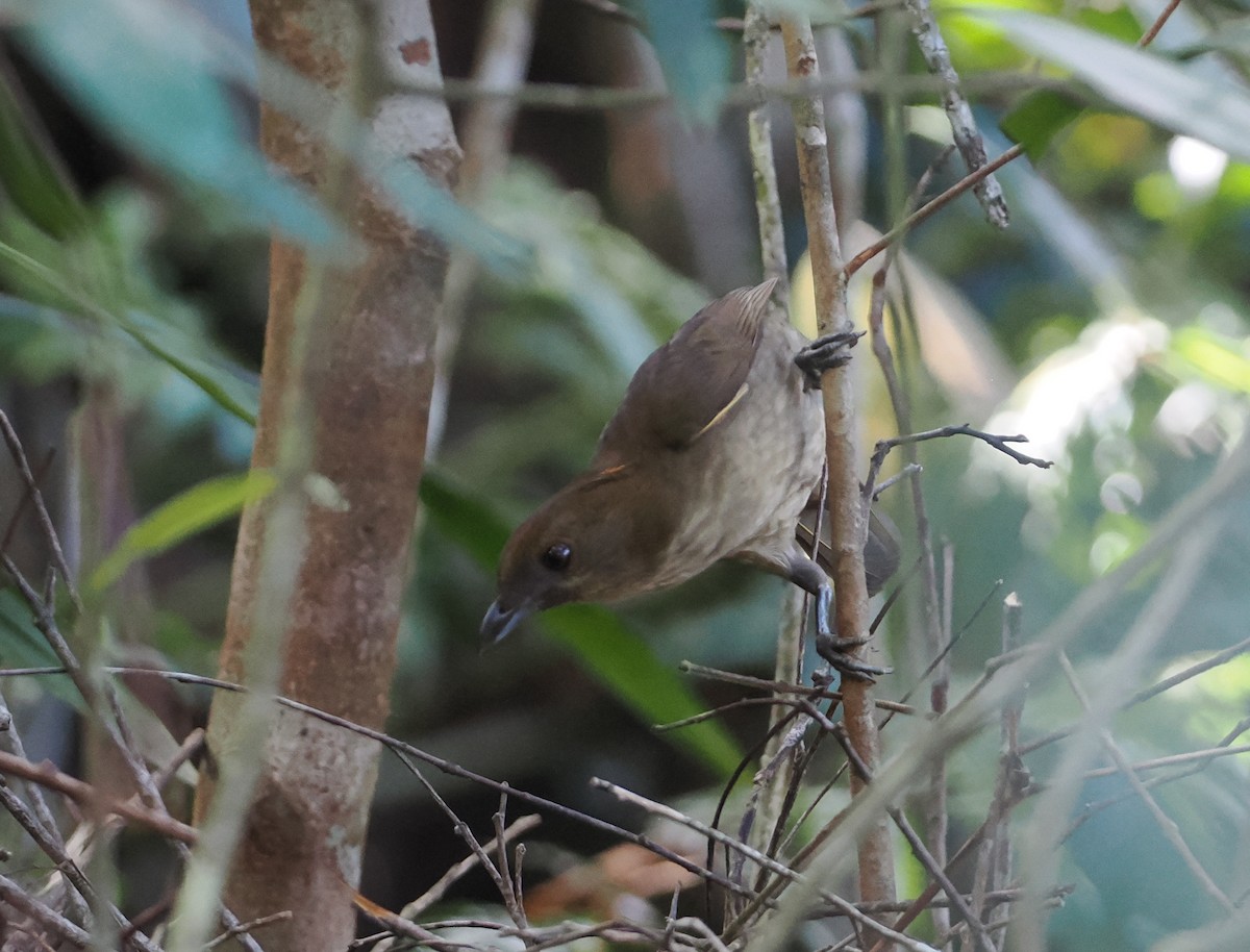 Streaked Bowerbird - ML622797969