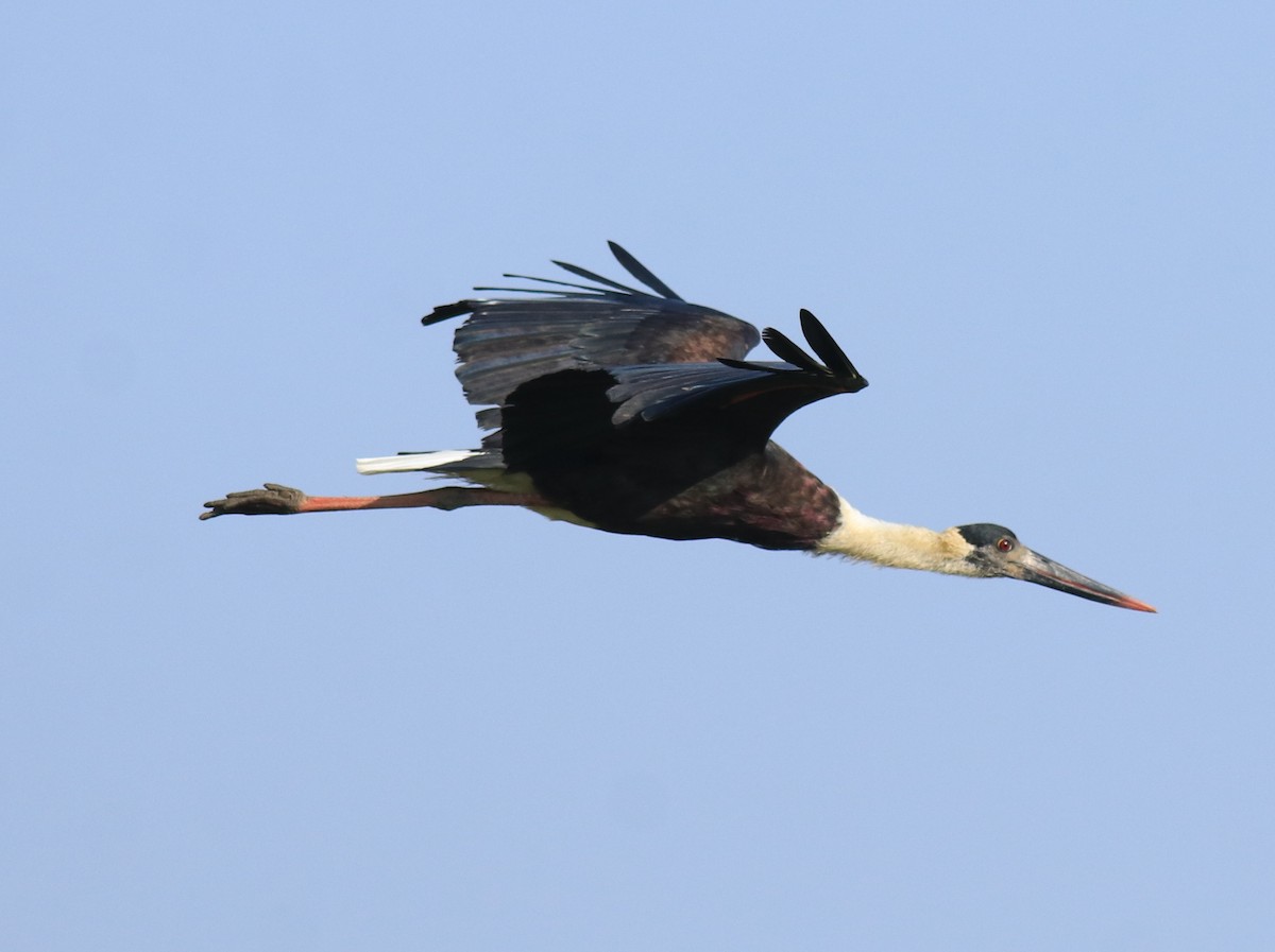 Asian Woolly-necked Stork - Afsar Nayakkan