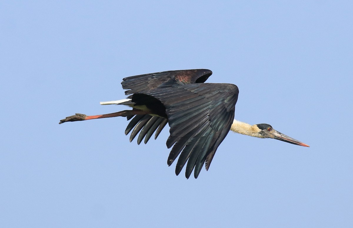 Asian Woolly-necked Stork - Afsar Nayakkan