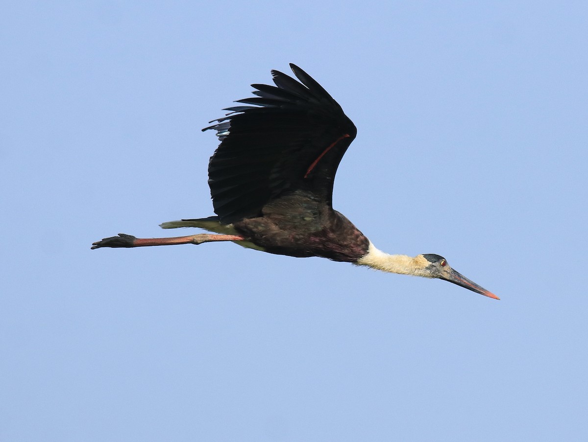 Asian Woolly-necked Stork - Afsar Nayakkan