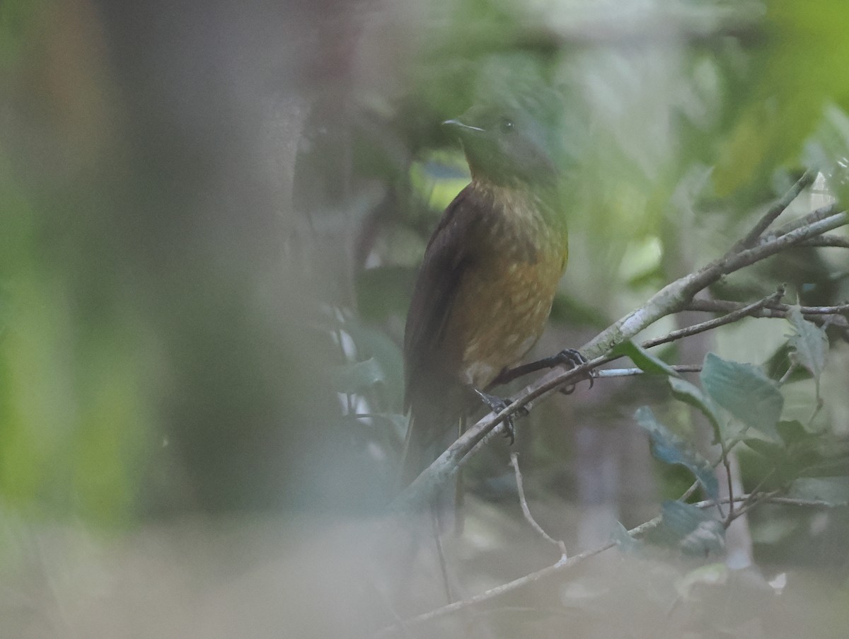 Streaked Bowerbird - ML622797993