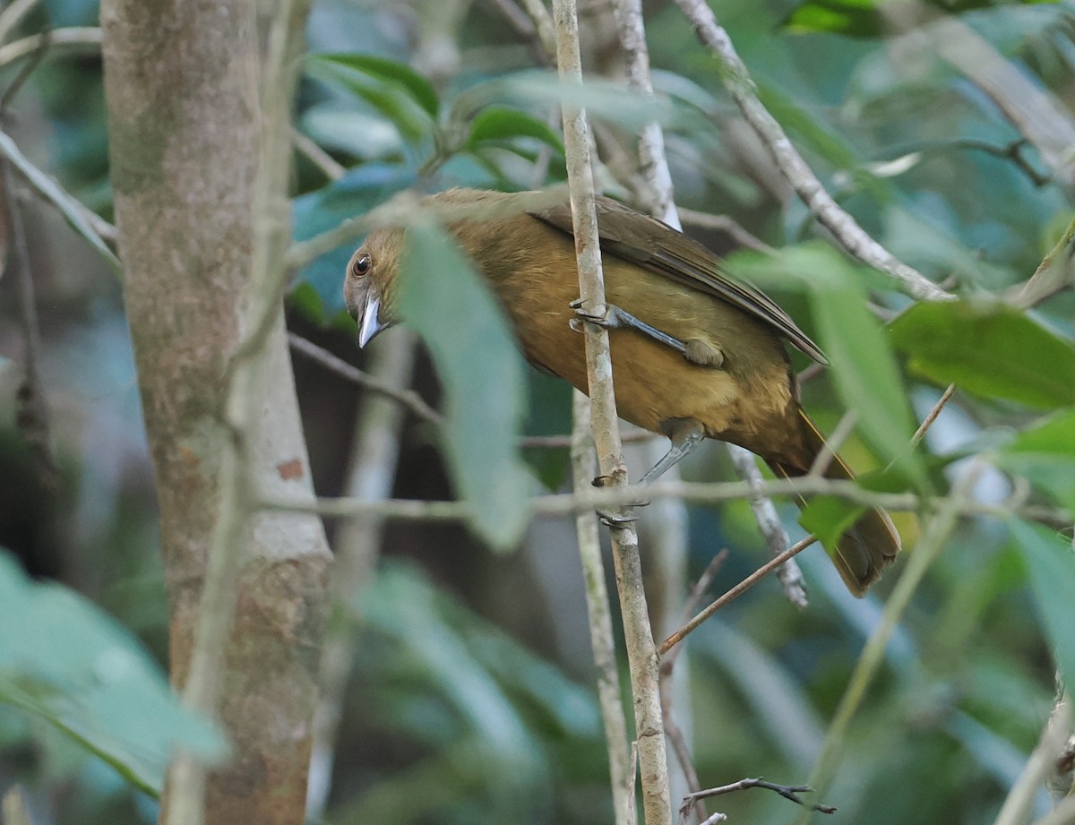 Streaked Bowerbird - ML622798000